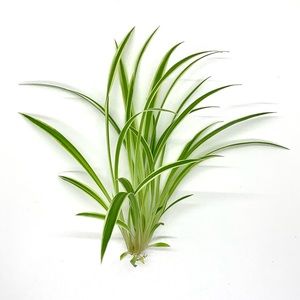 Free with Bundle! Baby Spider Plant